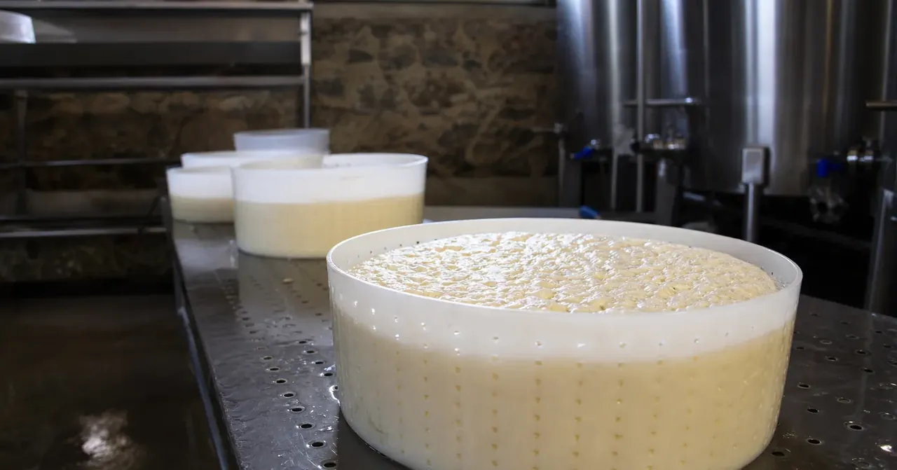 Après la traite, le Saint-Nectaire fermier prend forme aux Arnats